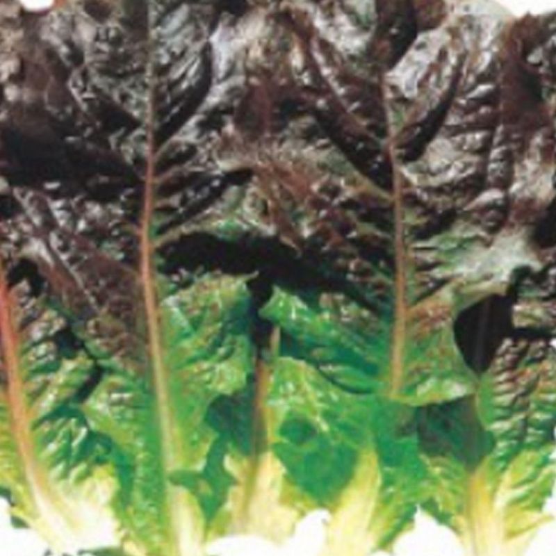 상추 씨앗 주말농장 여름 쌈 배란다텃밭 흑치마 강하 2000립 종자 야채 이미지