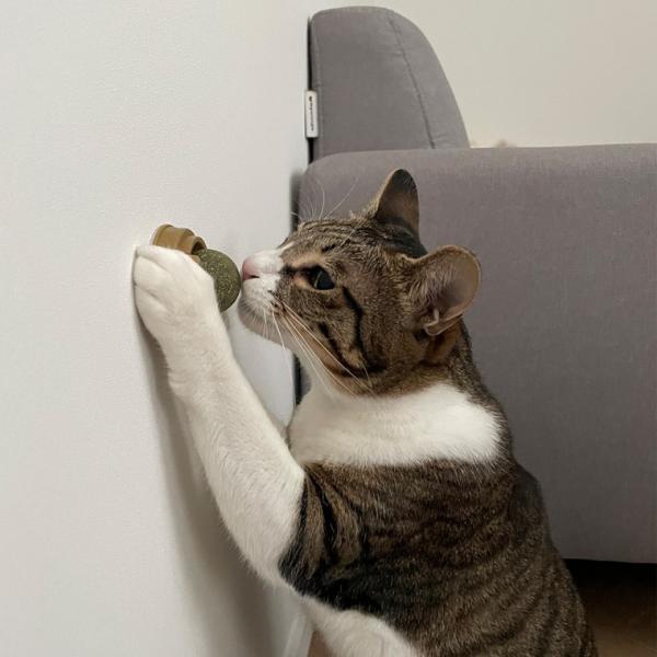 뚜또가또 고양이 롤링 캣닢 장난감 사탕 2개입 이미지